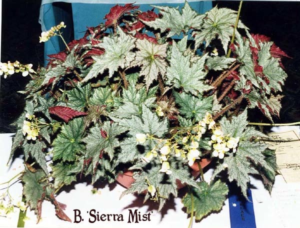 B. ‘Sierra Mist’